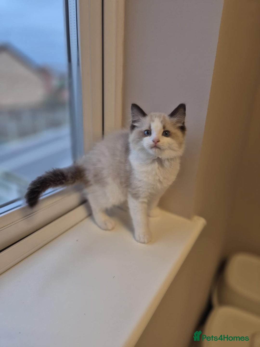 Ragdoll cats for sale: 3 Tica Registered Ragdoll Kittens For Sale  - Advert 7