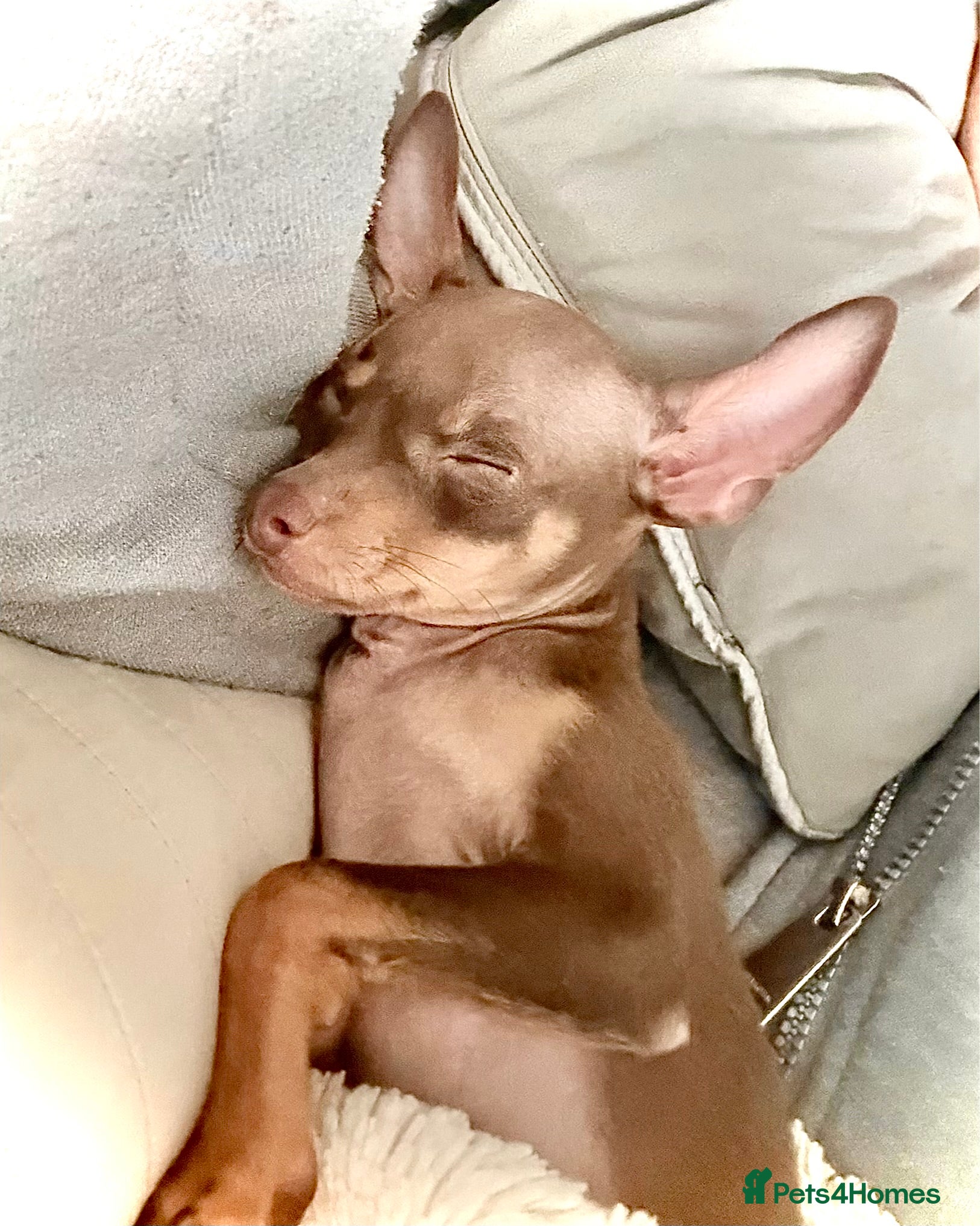 Russian Toy Terrier dogs Available to join your family  - Advert 2