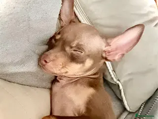 Russian Toy Terrier dogs Available to join your family - Advert 2