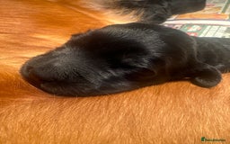 Goldendoodle dogs for sale: F1 Goldendoodle puppies fully heath tested parents - Advert 9