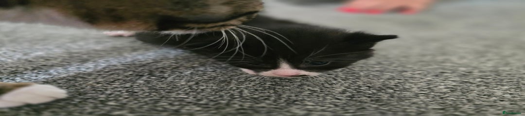 British Shorthair Kitten 4
