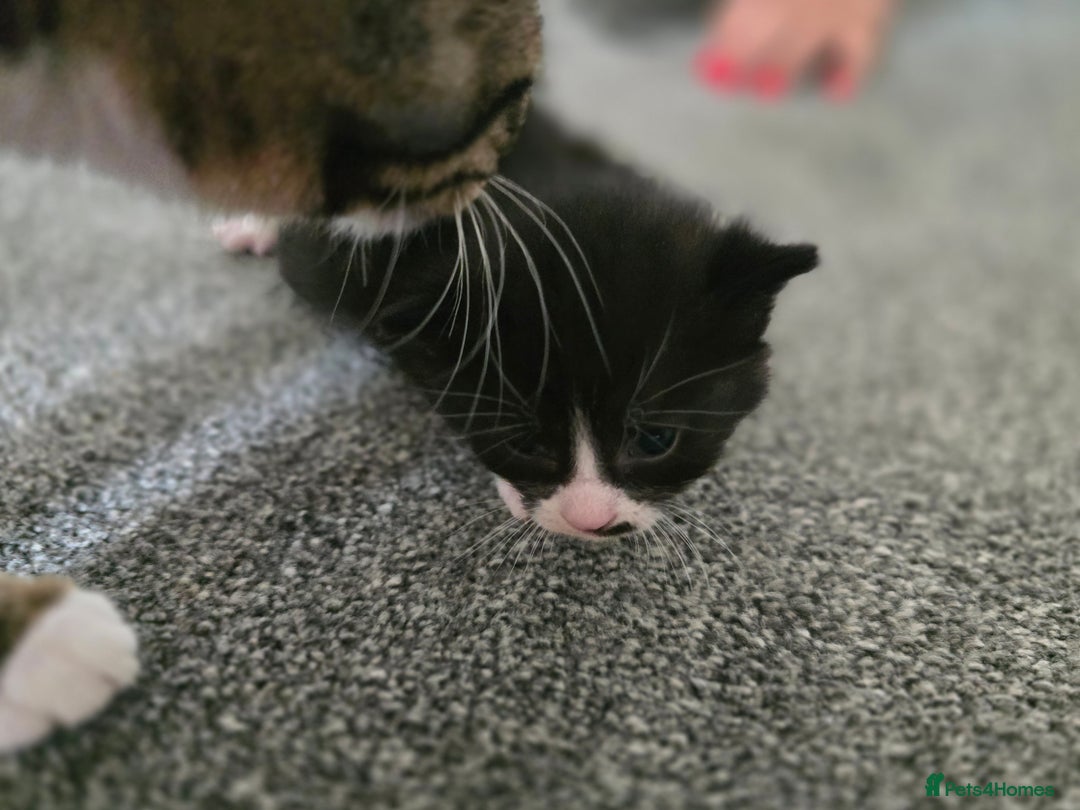 British Longhair cats for sale: 5 beautiful fluffy kittens – 4 girls, 1 boy - Image 5