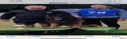 German Shepherd dogs for sale: KC PUPPIES FOR SALE - Advert 13
