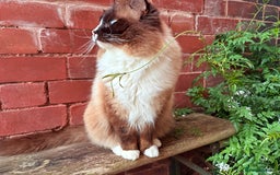Ragdoll cats for sale: TICA Pedigree Ragdolls 💎✨ - Image 22