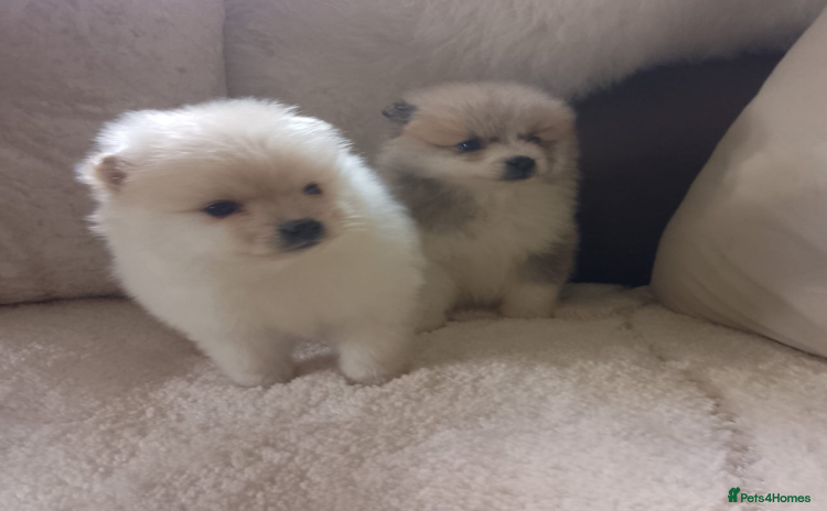 Pomeranian dogs - Advert 1