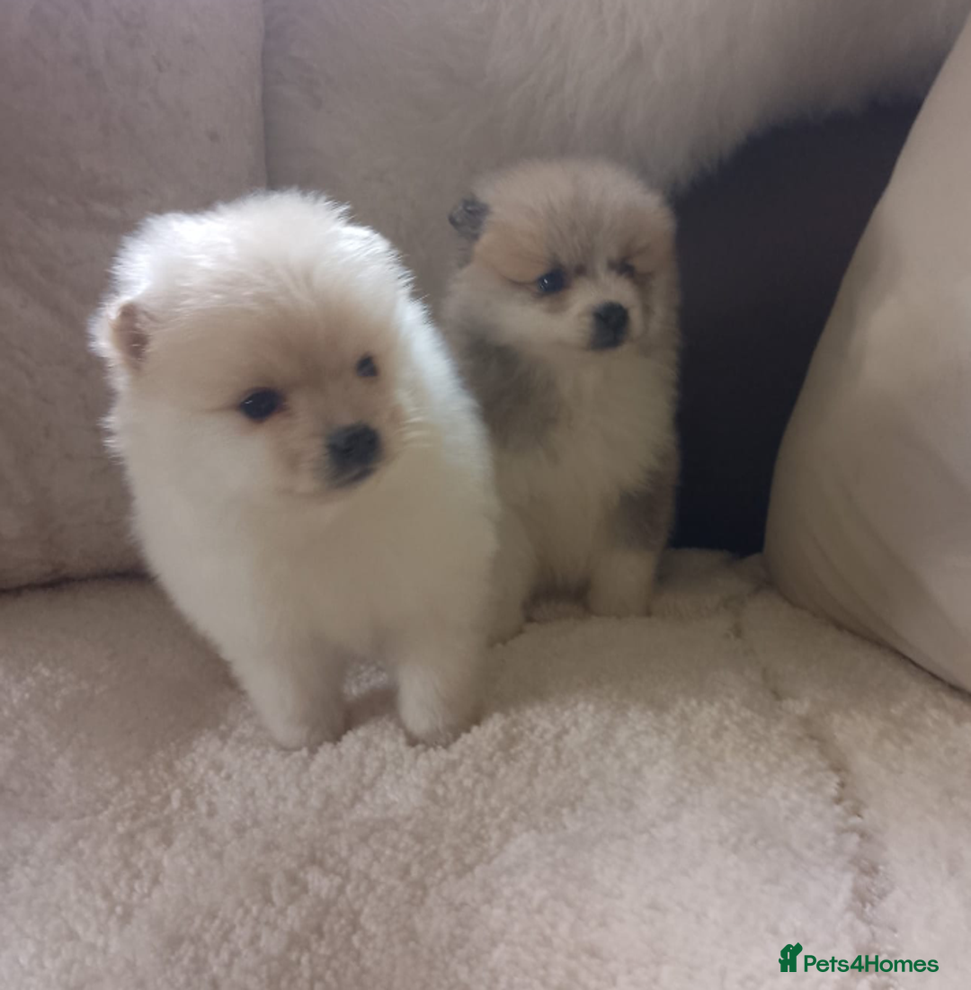 Pomeranian dogs for sale: Miniature Pomeranian puppies - Image 1