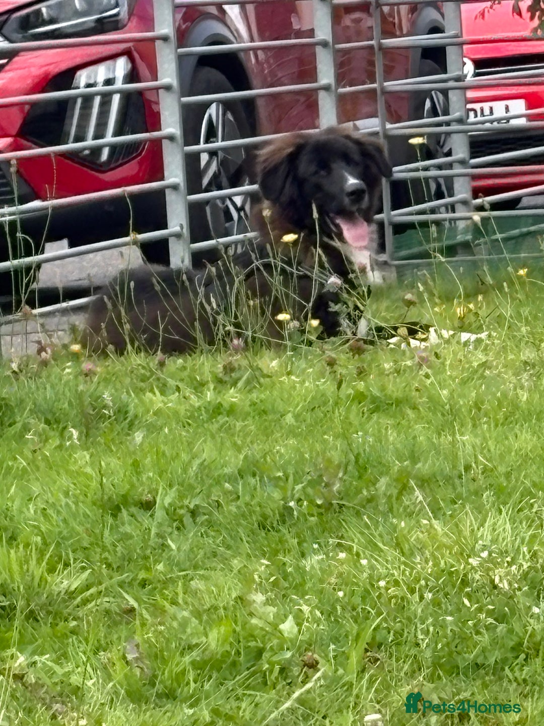 Mixed Breed dogs for sale: Mix bread dog for sale  - Image 2