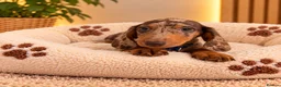 Miniature Dachshund dogs for sale: Miniature Dachshund Puppies  - Advert 22