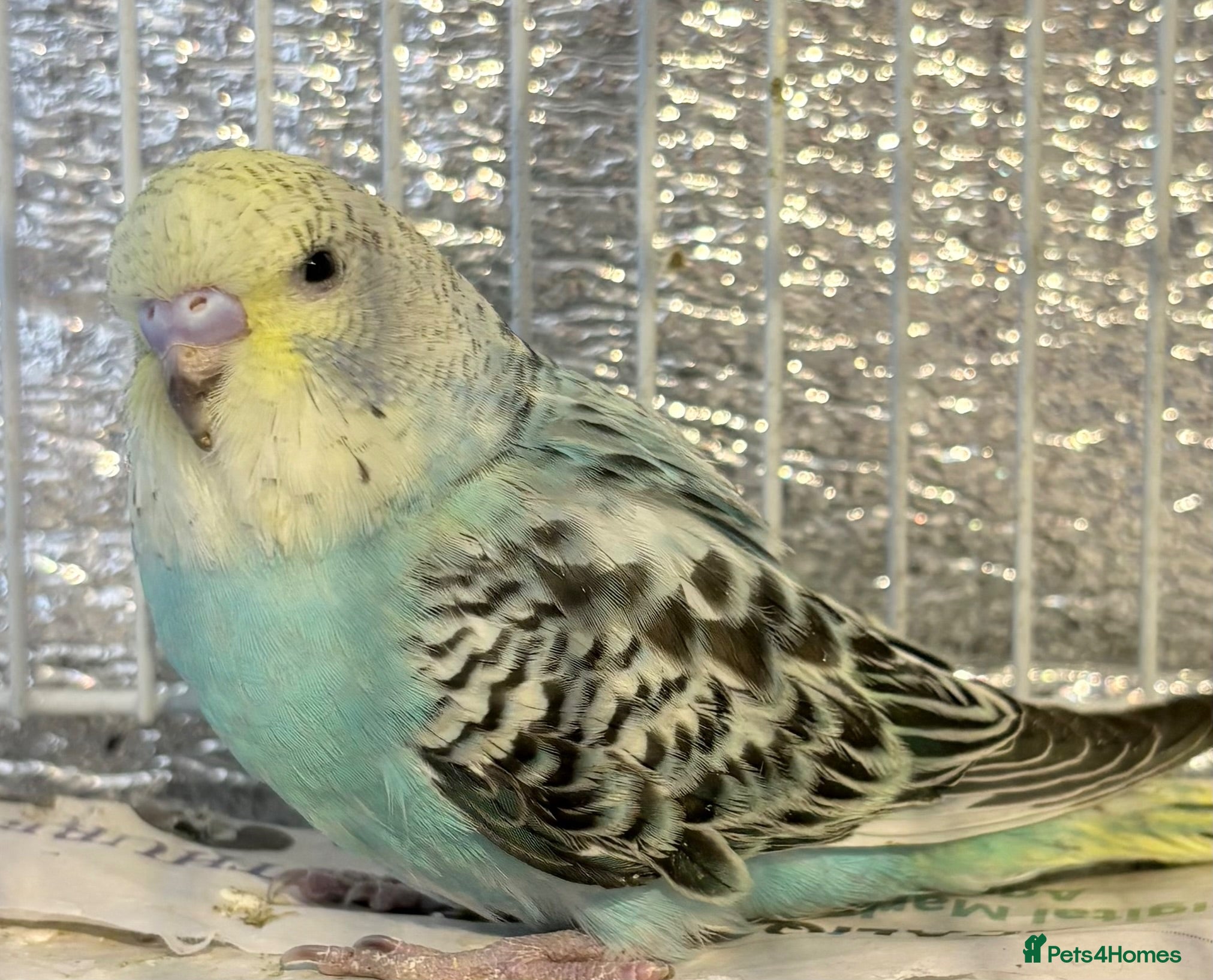 Budgerigars birds Baby budgies  - Advert 1
