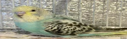 Budgerigars birds for sale: Baby budgies  - Advert 1