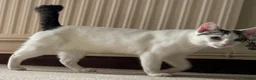 Mixed Breed cats for adoption: Snow & Micky bonded young white cats - Advert 3