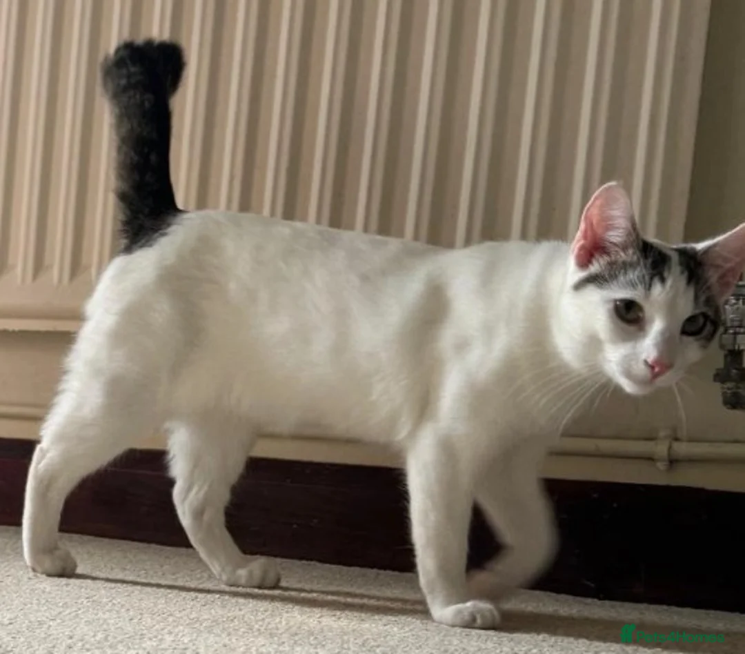 Mixed Breed cats for adoption: Snow & Micky bonded young white cats - Advert 3