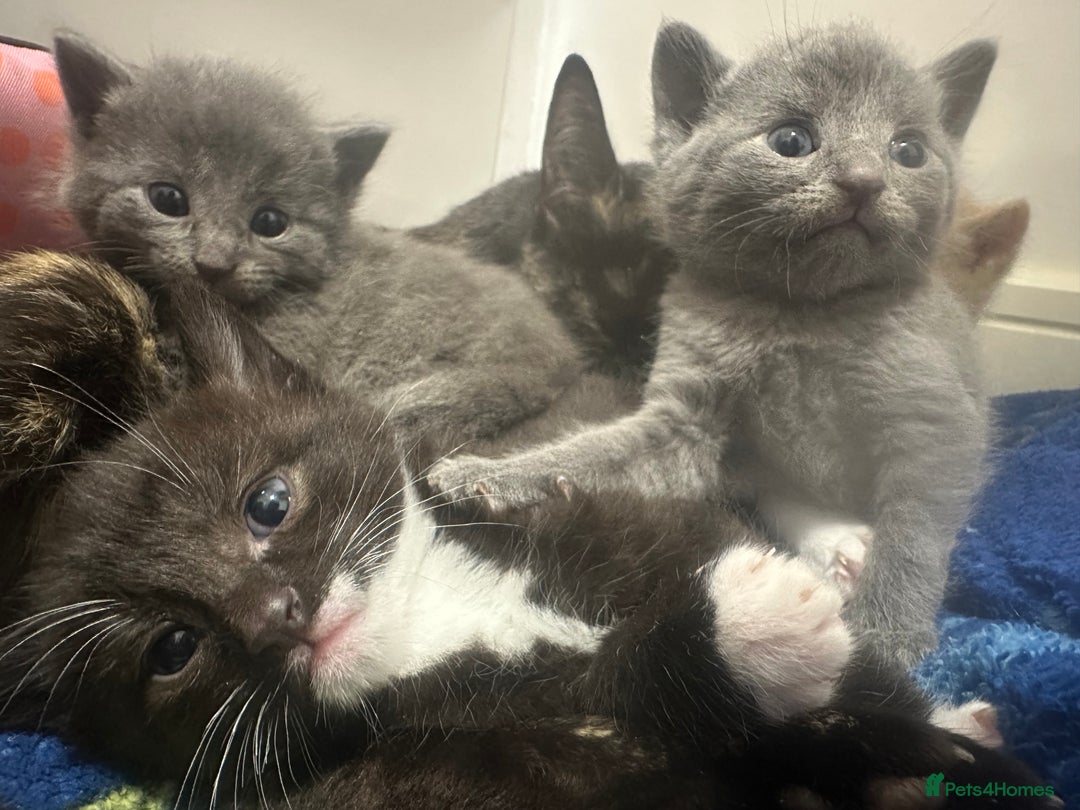 Mixed Breed cats for sale: Beautiful kittens - Advert 6