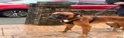 Boxer dogs for stud: Proven Handsome KC reg boxer-Heart score 0 in Tredegar - Advert 13