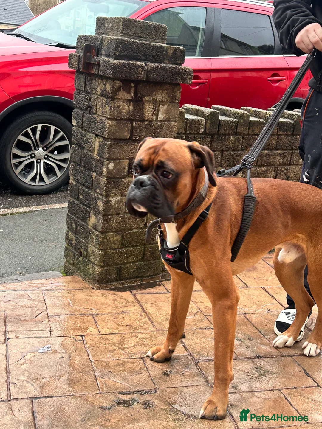 Boxer dogs for stud: Proven Handsome KC reg boxer-Heart score 0 in Tredegar - Advert 13