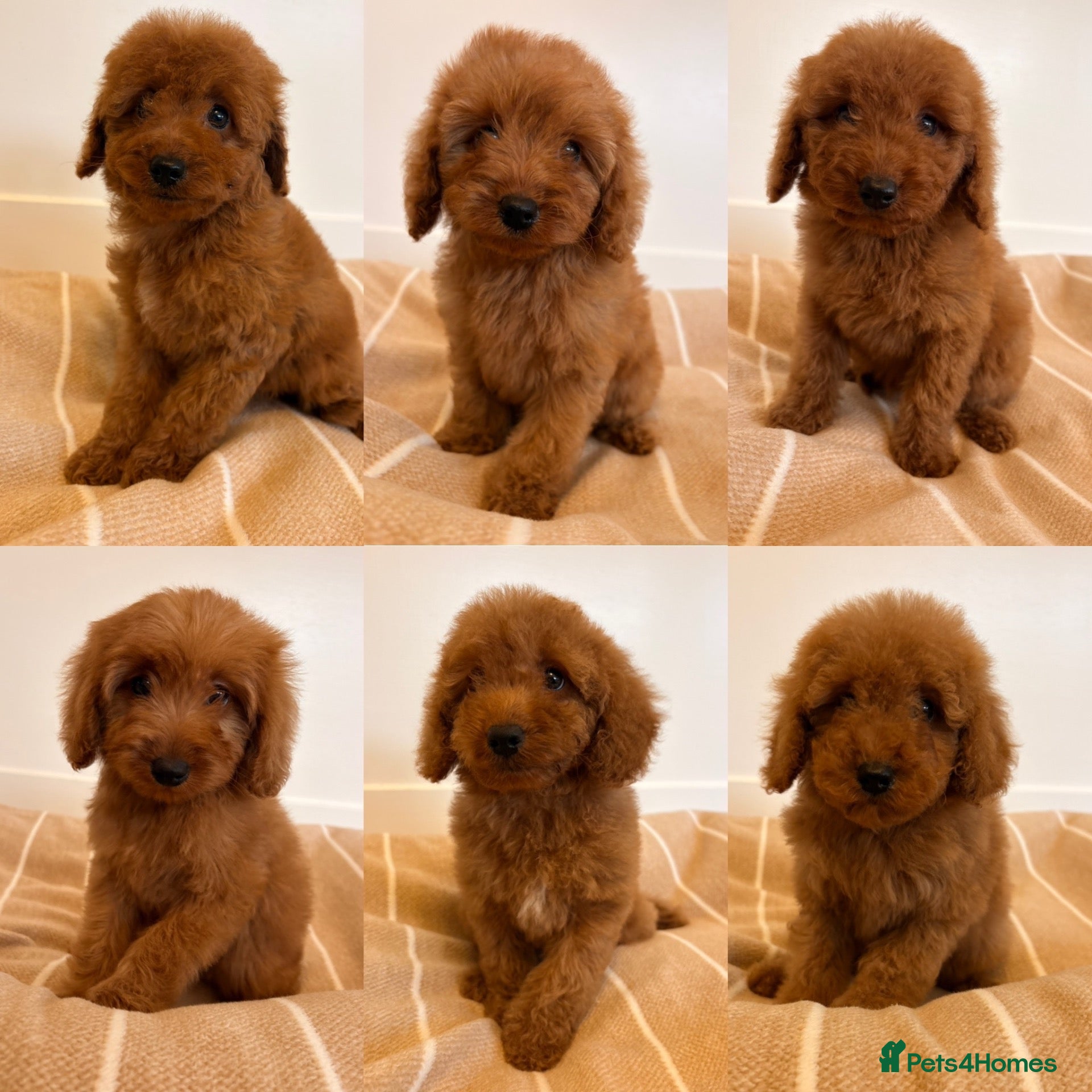 Labradoodle dogs LICENSED BREEDER TOY MINIATURE LABRADOODLES   - Advert 1