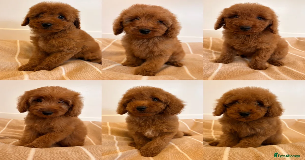 Labradoodle Puppies for sale in Epsom, Surrey | Pets4Homes