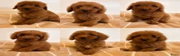 Labradoodle dogs for sale: LICENSED BREEDER TOY MINIATURE LABRADOODLES   - Advert 1