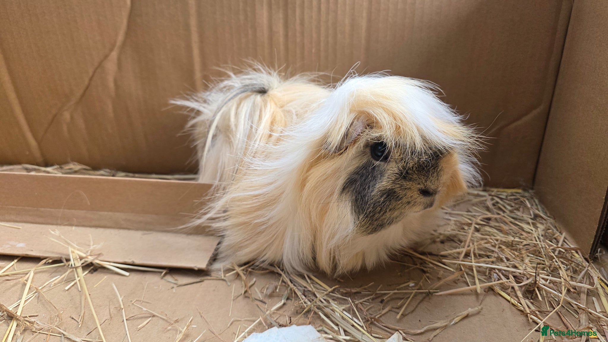 Guinea Pig rodents Guinea pig long hair for rehoming - Advert 1