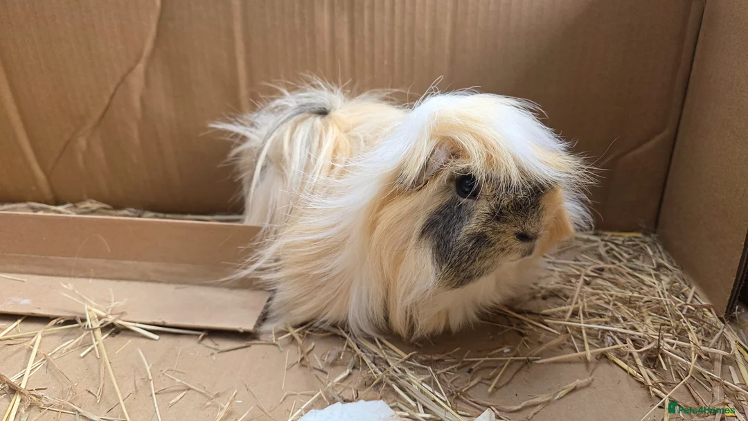 Guinea Pig rodents for sale: Guinea pig long hair for rehoming - Advert 1