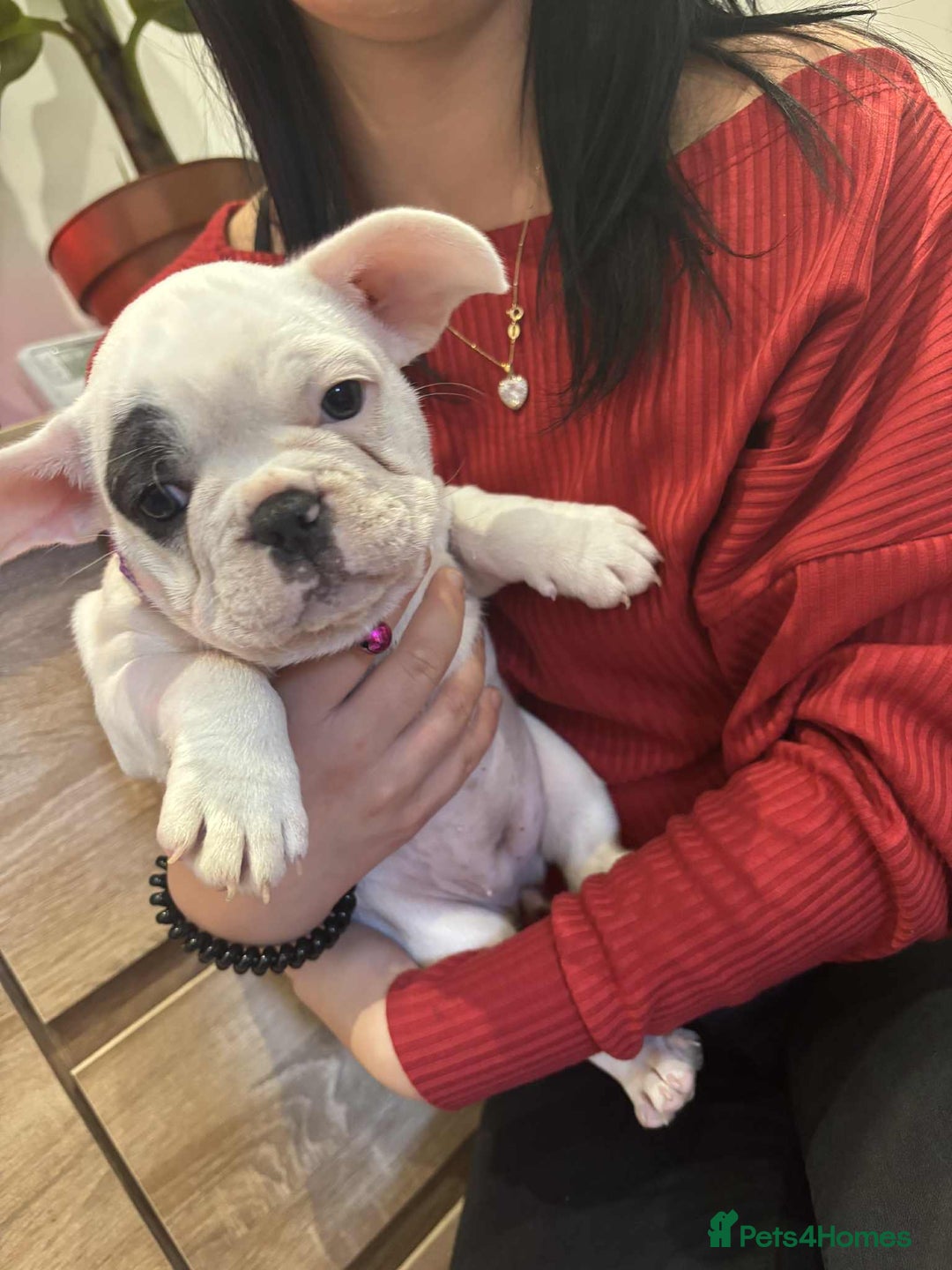 French Bulldog dogs for sale: Kropek - Image 2