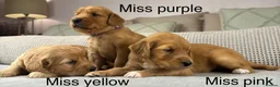 Goldendoodle dogs for sale: HEREDITARY HEALTH TESTED MUM. DNA TESTED DAD - Advert 19