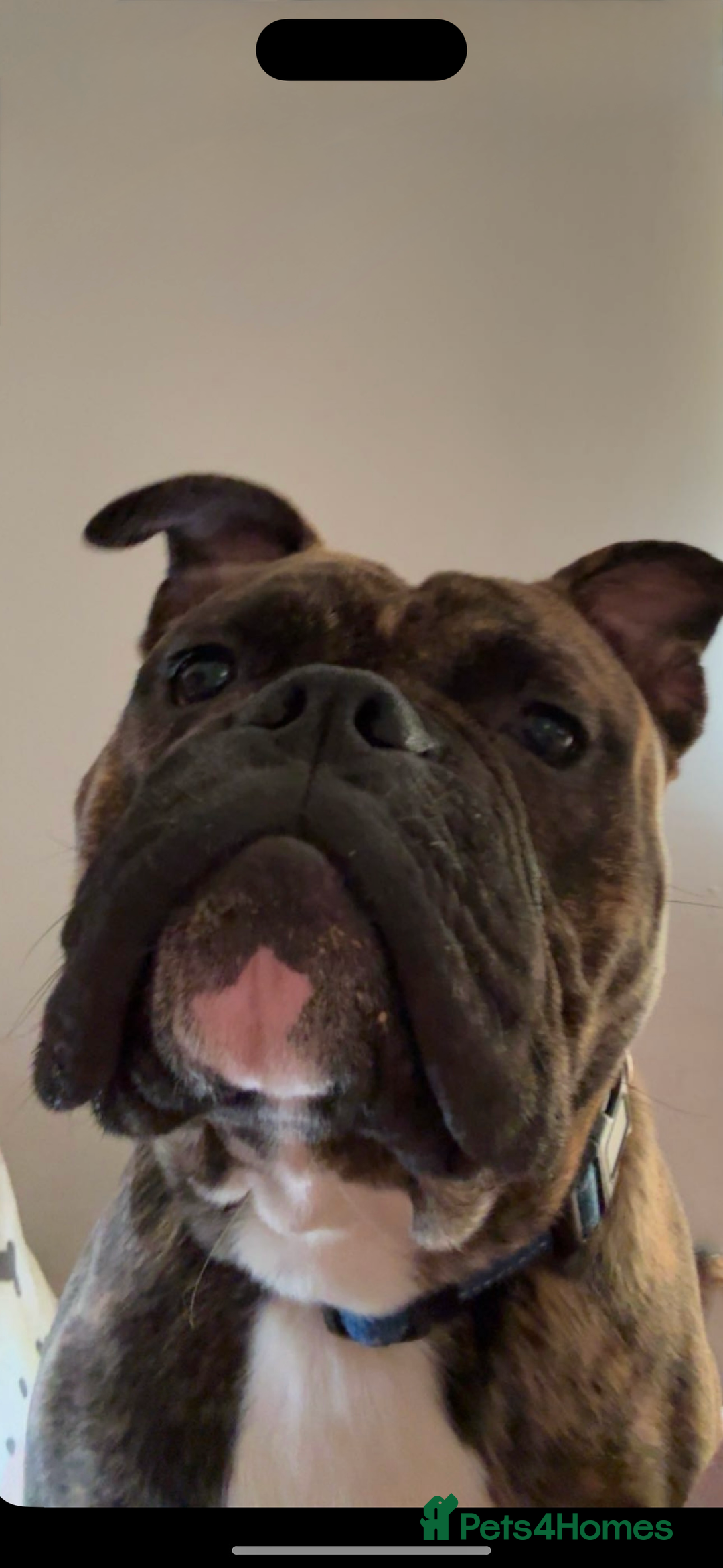 Olde English Bulldogge dogs for sale: 🐾 For Sale:10-Month-Old Olde English Bulldogge 🐾 - Image 2