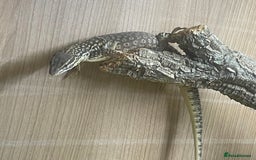 Monitor reptiles for sale: Ackie monitor  - Image 2