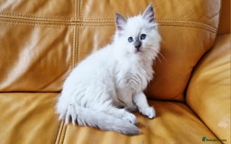 Ragdoll cats for sale: 🐾Last  Girl - Genetically clear 🐾 - Image 7