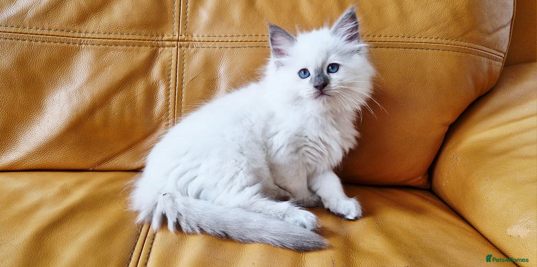 Ragdoll cats for sale: 🐾Last  Girl - Genetically clear 🐾 - Image 7