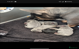 French Bulldog dogs for sale: French bulldog puppies!!! - Image 15