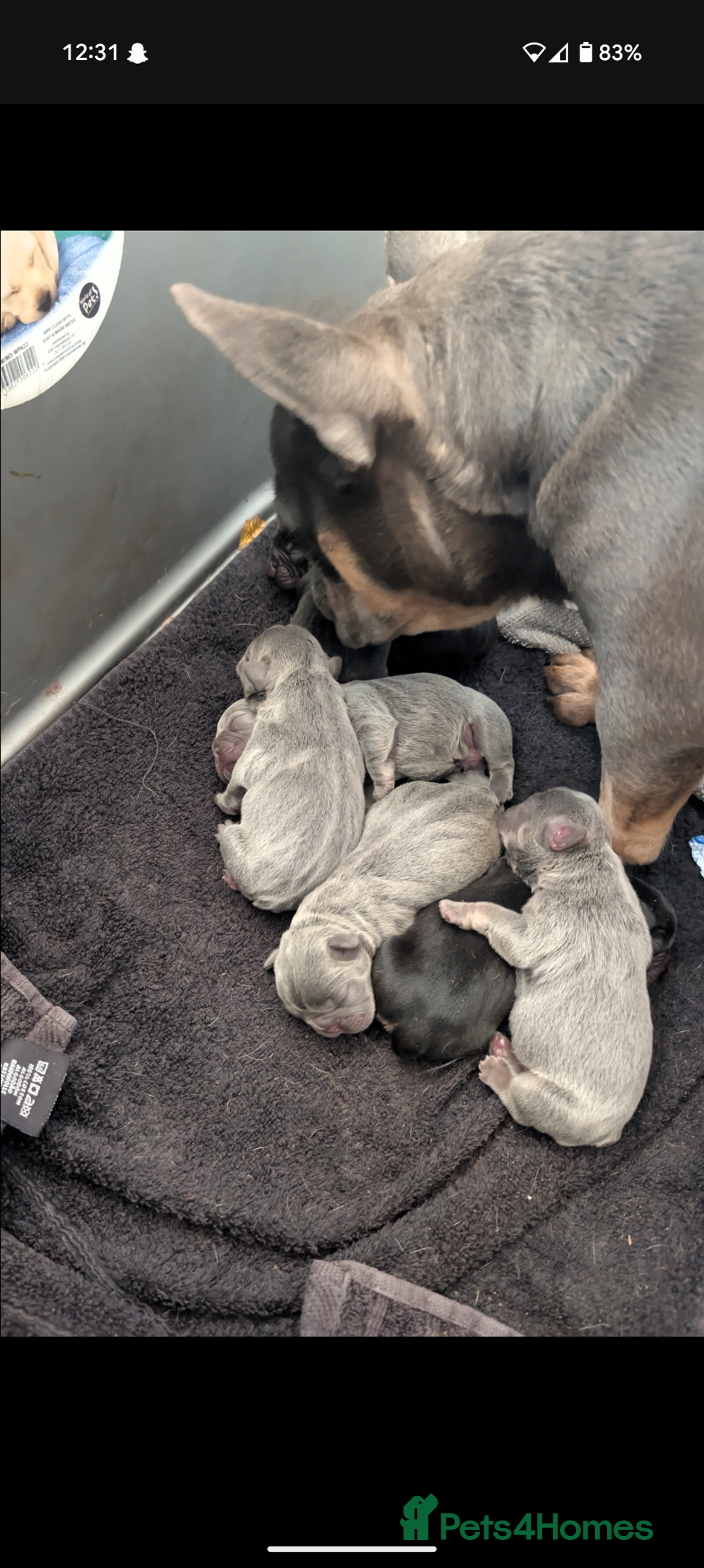 French Bulldog dogs for sale: French bulldog puppies!!! - Image 15