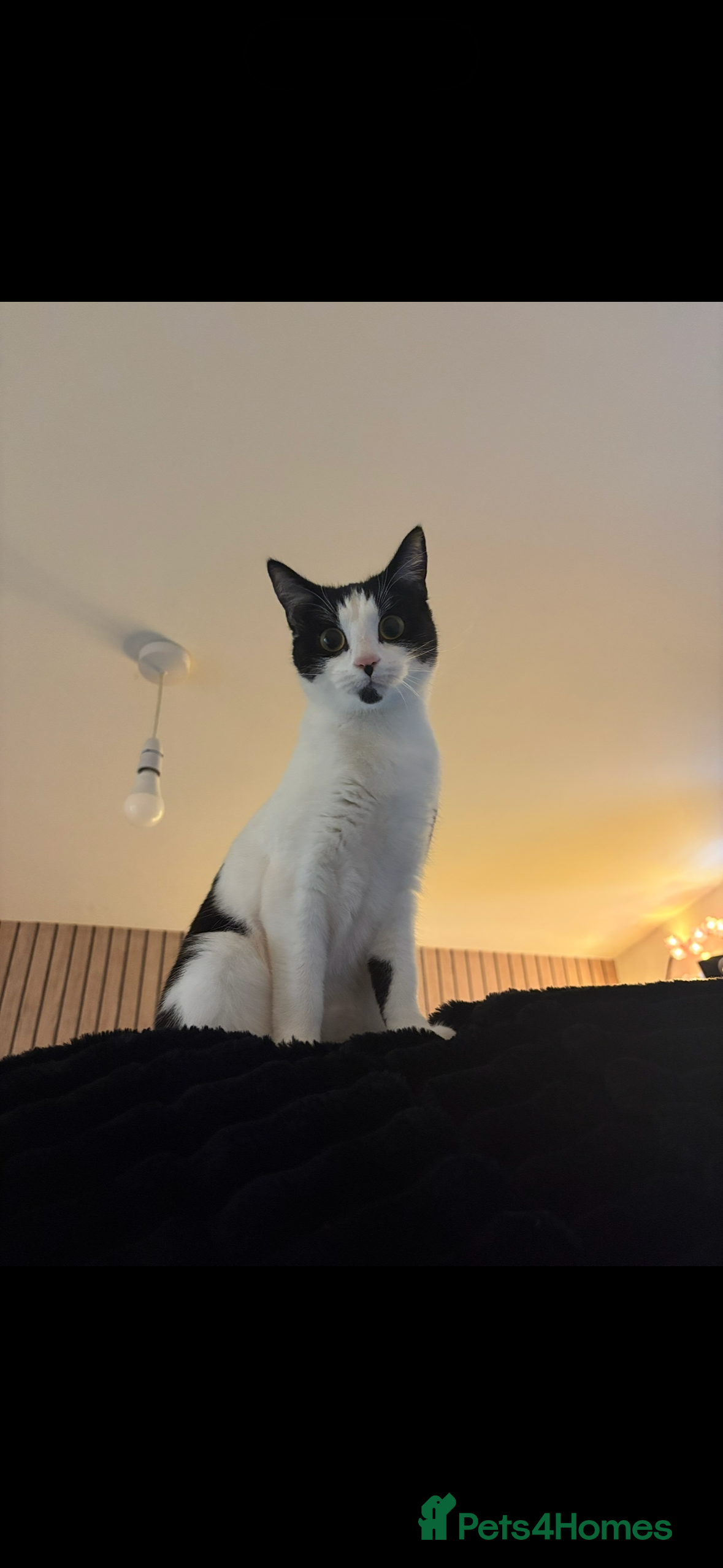 Mixed Breed cats Black/white cat(11months) - Advert 1