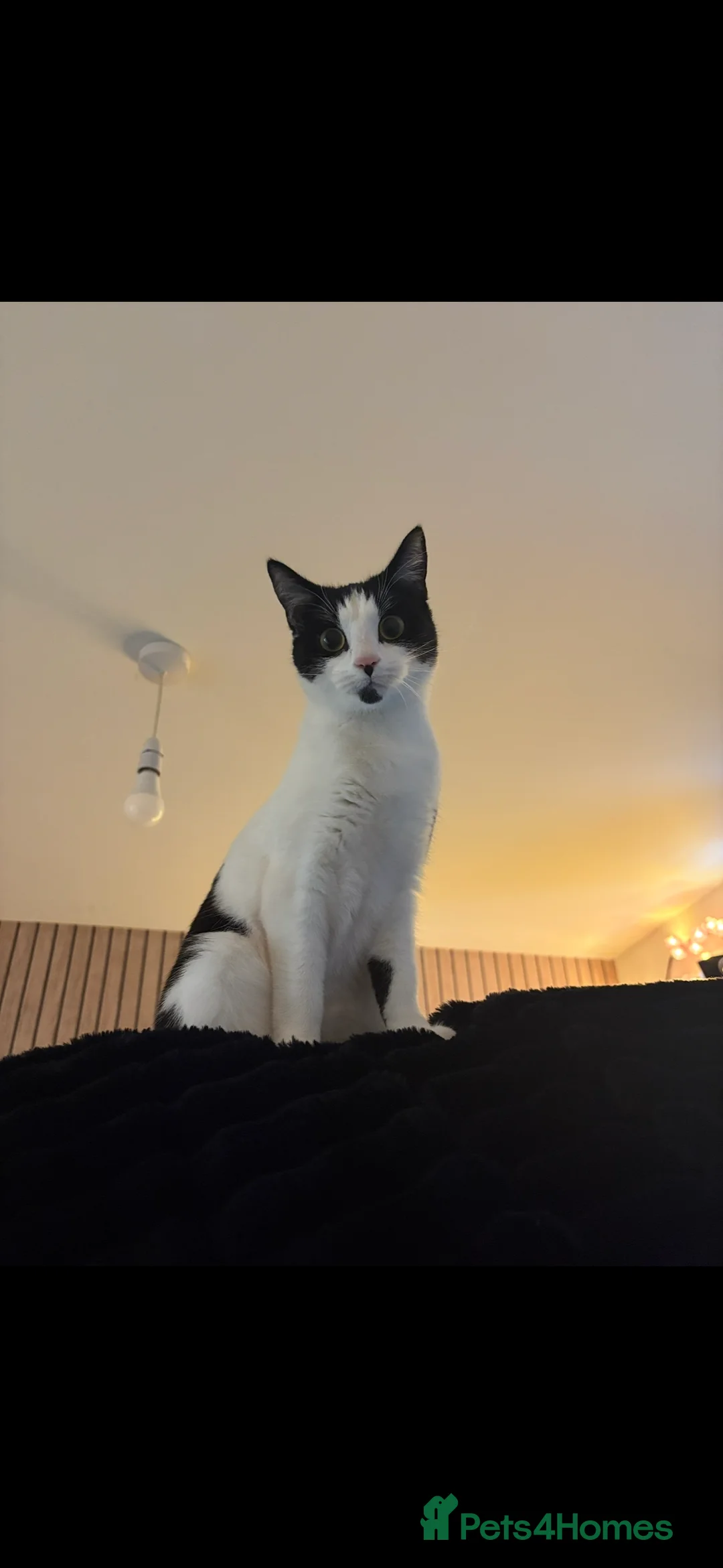 Mixed Breed cats for sale: Black/white cat(11months) - Advert 1