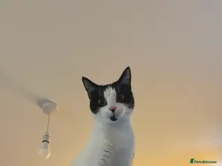 Mixed Breed cats Black/white cat(11months) - Advert 5