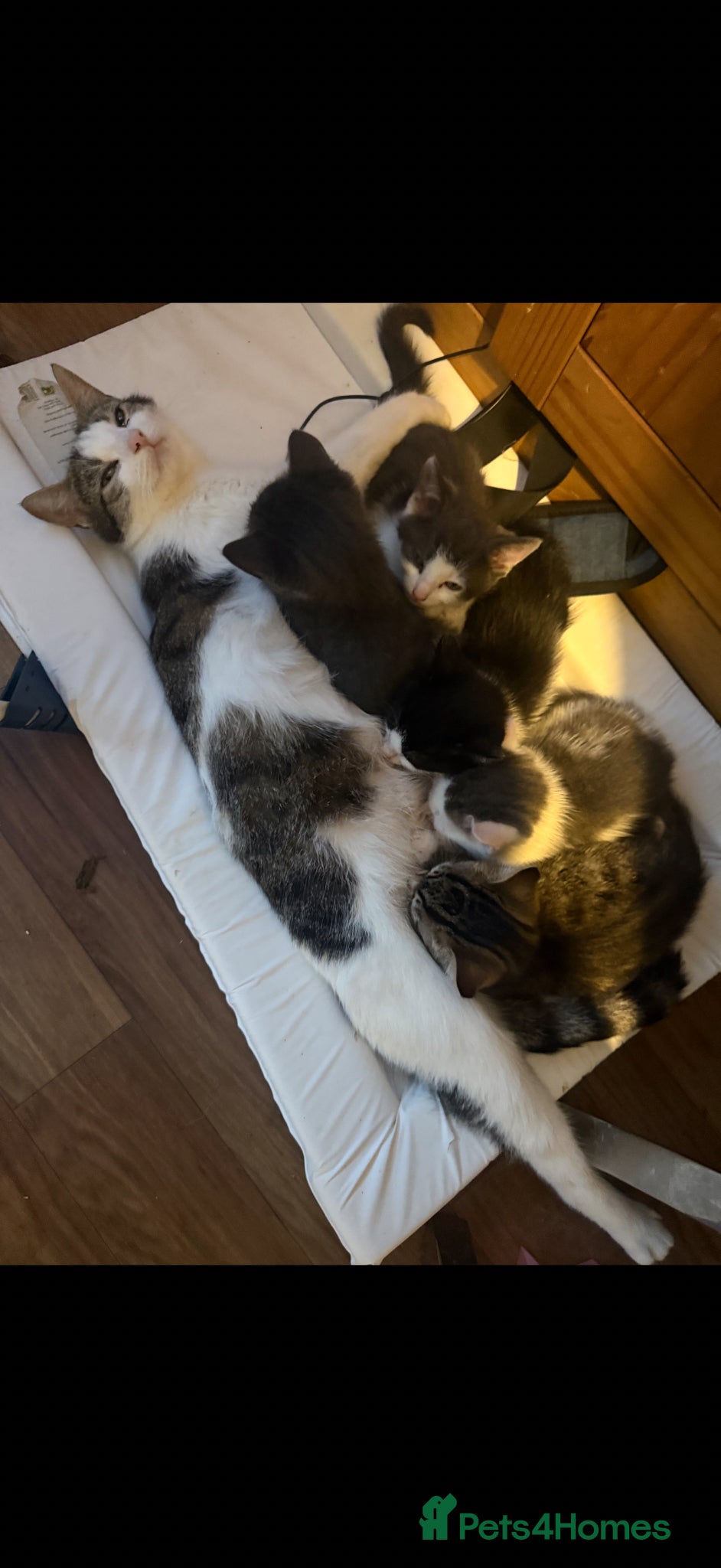Mixed Breed cats Stunning kittens!! - Advert 1