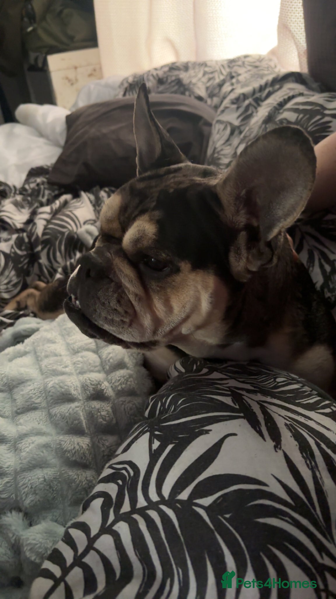 Mixed Breed dogs for sale: French bulldog cross  - Advert 5
