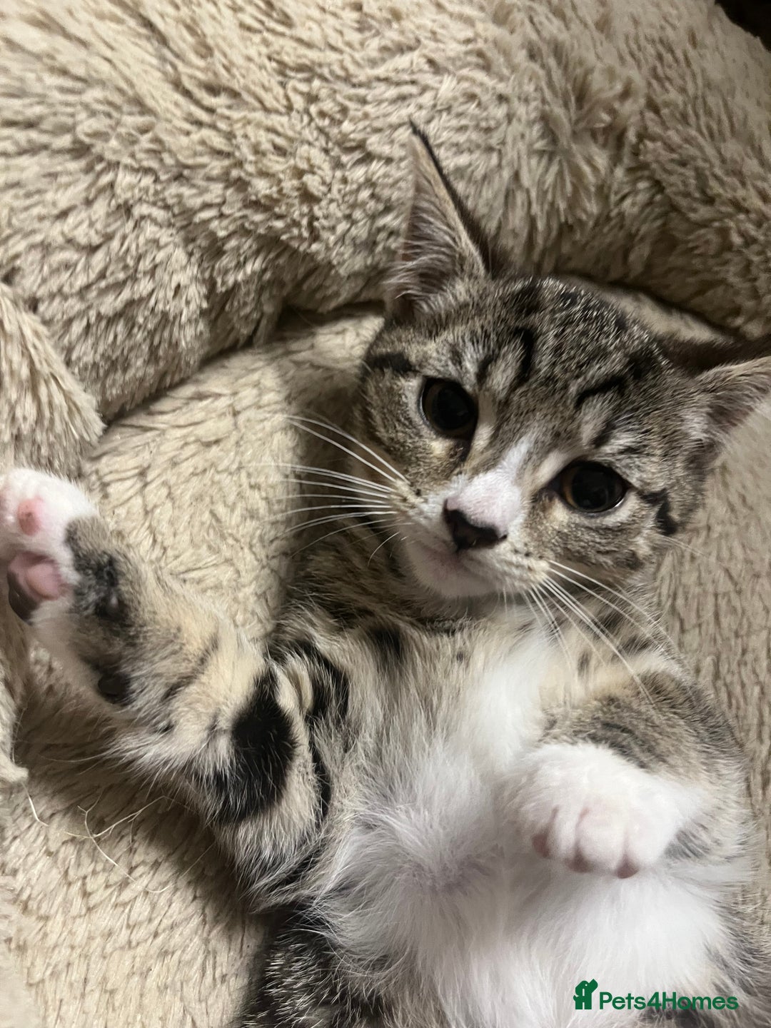 Mixed Breed cats for sale: 🐾 Beautiful Green eyed Grey tabby Kittens  - Advert 1