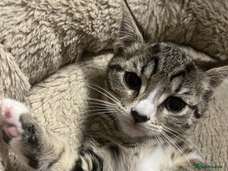 Mixed Breed cats 🐾 Beautiful Green eyed Grey tabby Kittens - Advert 2