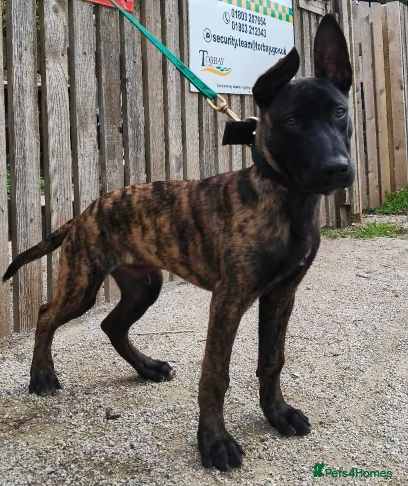 Mixed Breed dogs Dutch Herder X in Paignton - Advert 3