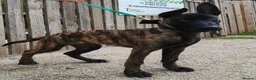 Mixed Breed dogs for sale: Dutch Herder X in Paignton in Paignton - Advert 1