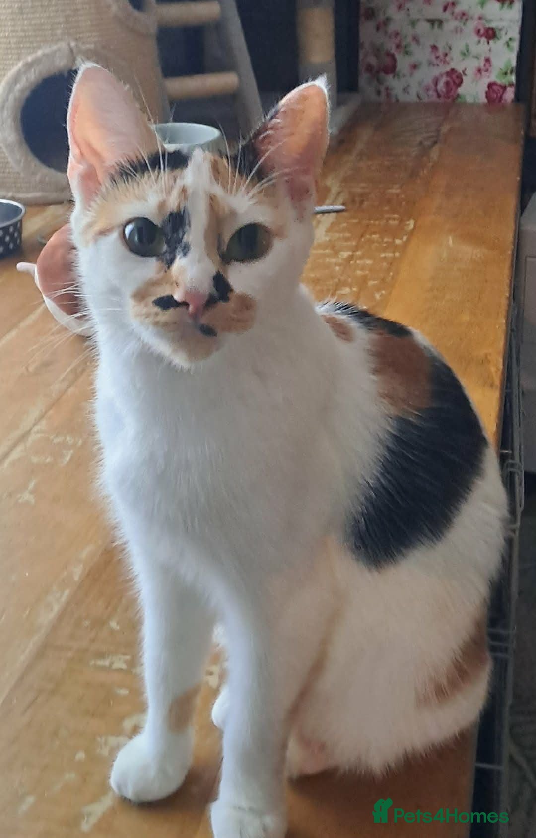 Mixed Breed cats Litter of lovely kittens available now - Advert 1