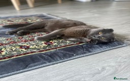 Mixed Breed cats for sale: House cat. British short hair and Scottish fold - Advert 1