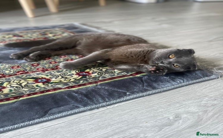 Mixed Breed cats House cat. British short hair and Scottish fold - Advert 1