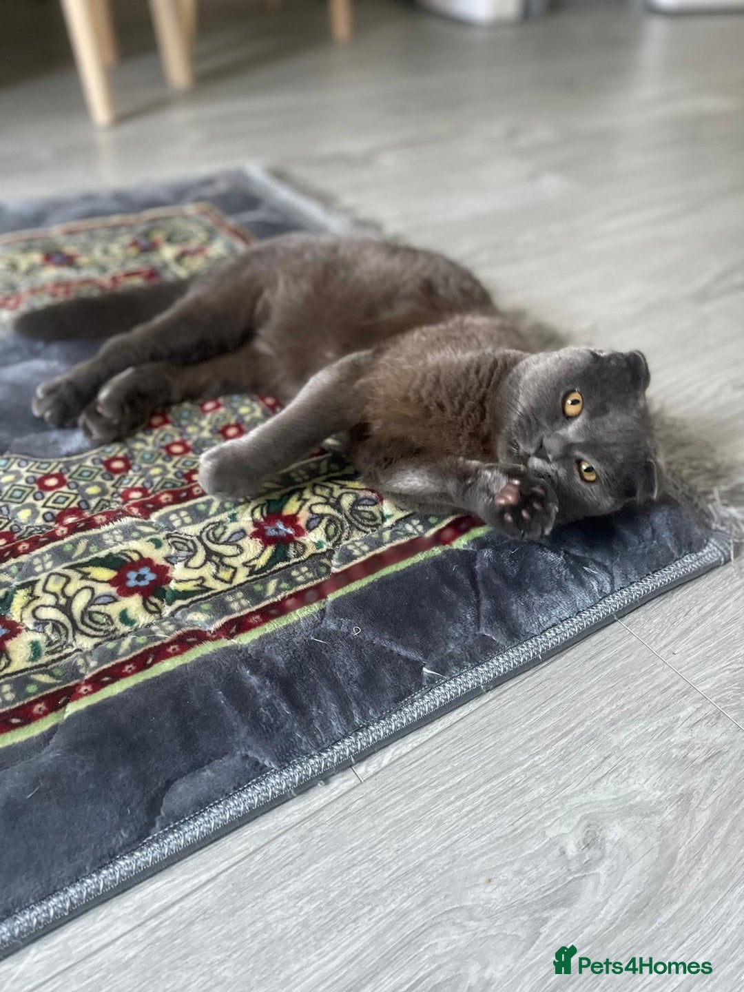 Mixed Breed cats for sale: House cat. British short hair and Scottish fold - Advert 1