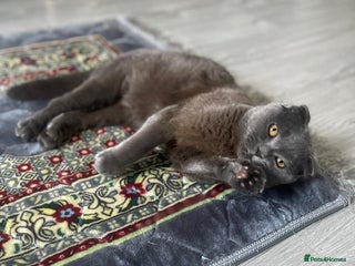 Mixed Breed cats House cat. British short hair and Scottish fold - Advert 1