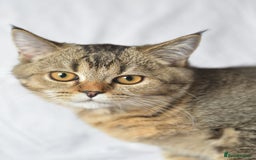 Scottish Fold cats for sale: Scottish fold kittens 3 left - Image 7
