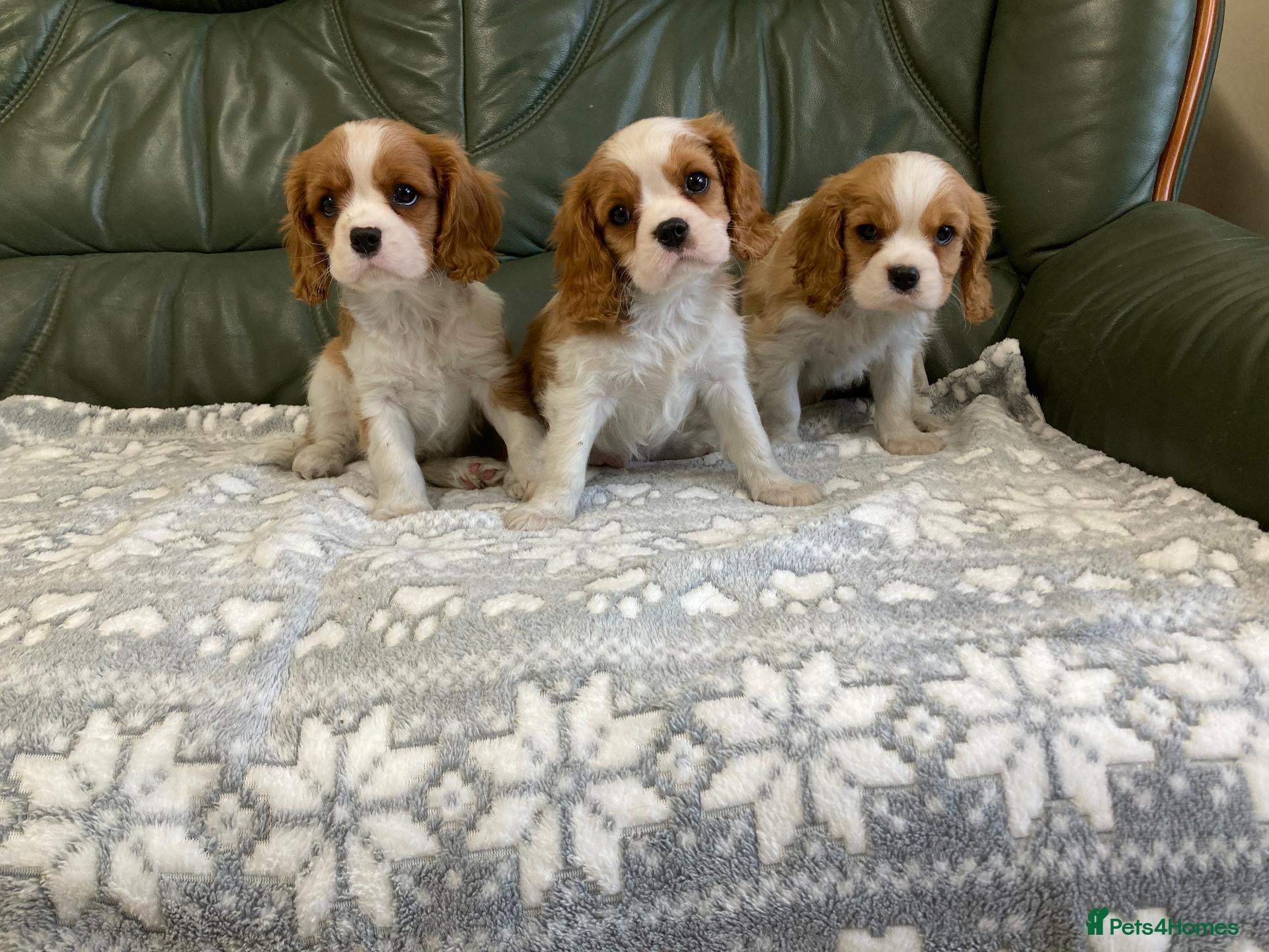 Cavalier King Charles Spaniel dogs Beautiful KC blenheim pups - health tested parents - Advert 1