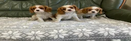 Cavalier King Charles Spaniel dogs for sale: Beautiful KC blenheim pups - health tested parents - Advert 7