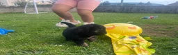 Mixed Breed dogs for sale: 7 beautiful Malkita x puppies with unique colours  - Advert 24